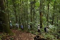 Scenic_Rim_Trail_Rainforest-medium